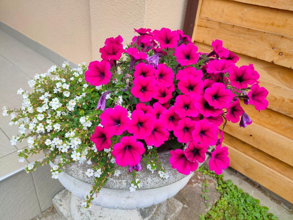 Studio Apartman The Little Prince Bjelovar Bagian luar foto